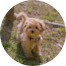 Maltipoo Puppies For Sale - Windy City Pups